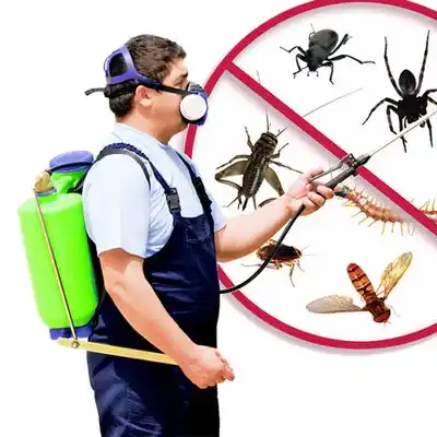 pest control Islandia